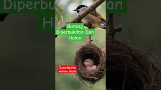 Burung DiPerbukitan Dan Hutan #videoshort #fyp #property