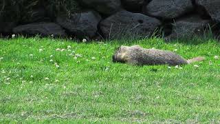 Manito Park Herbivore