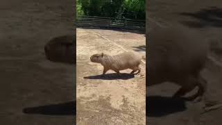 Capybara #viral #shorts #ytshort