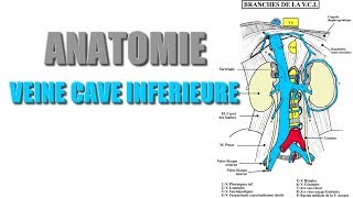 ANATOMIE - Gros vaisseaux de l'abdomen - 4) VEINE CAVE INFERIEURE