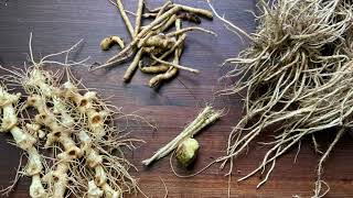 Roots harvested for medicine