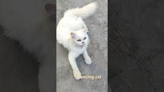 Dancing Cat wow super