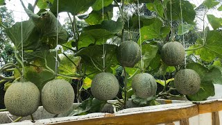 #68 Tái chế thùng xốp trồng dưa lưới trong không gian hẹp quả ngọt lịm|| grow melons for sweet fruit