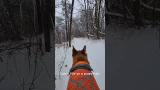 Snow, Oh Hey 👋.. Cane's POV 👀 #POV #SnowOhHey #SnowHike #Hiking #Shorts