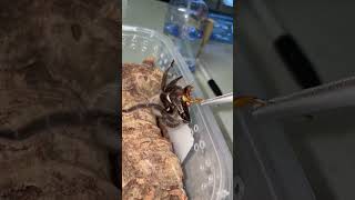 Giant Spider Excited At the Sight Of a Cockroach his next meal #shorts #tiktok #spider #cockroach