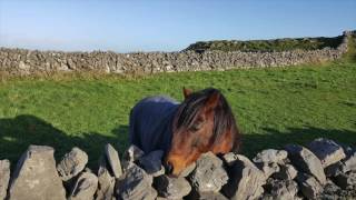 Danny Studies in Ireland (MIS major)