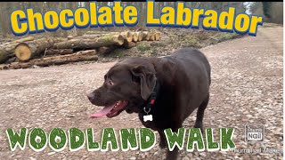 Chocolate labrador Retriever. Woodland Walk Adventure. In Rural Lincolnshire.