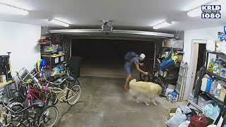 Watch: Dog rolls over for scratches from bike thief during robbery