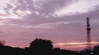 tulabong na ibon dumagsa sa village namin 😯#egrets