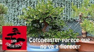 Bonsai de cotoneaster, se fastidiaron las flores 👎. #bonsai