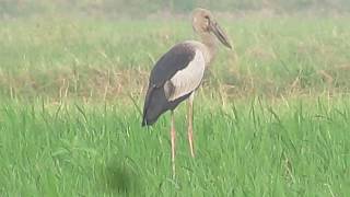 Foreign birds in tamilnadu