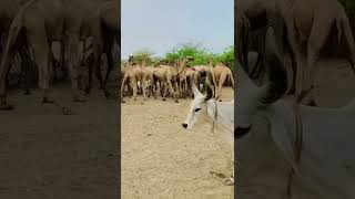 camels in tharparkar #viral #shorts #shortsvideo #camel #camellife #camelculture #desert