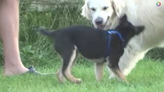 Small vs Big Puppy - Cuties playing at park