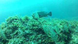 Submarinisme Illes Medes 01-08-2012