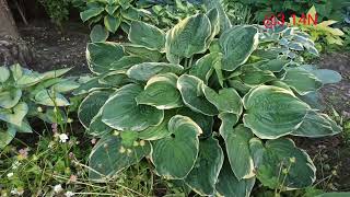 ☘️хоста Crusader#petrnovar #запорожье #хосты #hostas #репортаж,Crusader