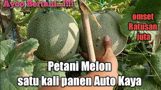 Kebun Melon Action sekali panen hasilnya Ratusan juta #petani #melon