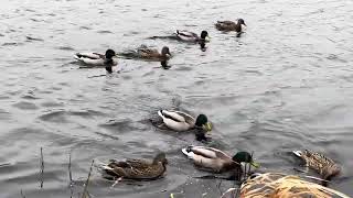 #october 29’ in #bergen #crows  Moorhen and Mallard #ducks arguing over the #birdfeeding