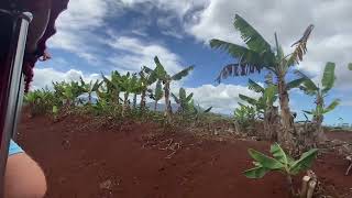 Hawaii’s Dole Plantation’s, Pineapple Express