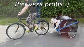 Nauka jazdy buldoga angielskiego w przyczepce rowerowej ;)