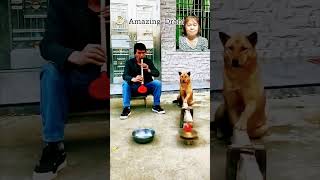 Amazing Furry drummer first time ever #dog #funny #viralvideo #funny