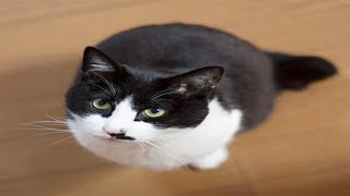 余命数日だった猫「ぽんた」　私の隣でゆっくりと息を引き取った