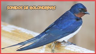 SONIDOS de GOLONDRINAS (50 minutos) 🐦🎶🔊