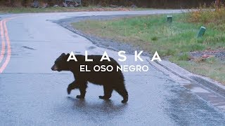 Nuestro primer OSO en ALASKA!