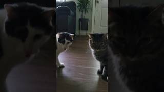 cat thinks other cat is a weirdo #pets #animals #cats #catlovers