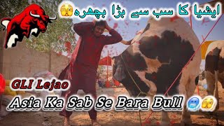 Latest Update | Northern Bypass Mandi Update 2024 || Mandi || All About Animals PK