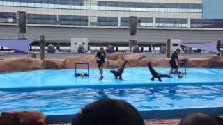 The sea lion show (Manila Ocean Park) part 4