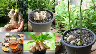 How to Grow Ginger From STORE Bought Ginger in containers