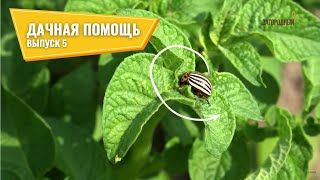 Дачная помощь // Выпуск 5