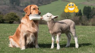 Funniest Animal Videos 2024 🤣 - Funny Cats And Dogs Videos 😇🥰