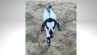 Cute Little Goat