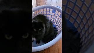 Cute cat in the laundry basket: Bertie the fluffy black cat