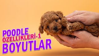 Poodle Özellikleri-1 ( Poodle Boyutları )