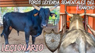 EL FAMOSO LEGIONARIO| SEMENTALES LEYENDA DE RANCHO EL GUAMÚCHIL LA CUNA DEL REPARO