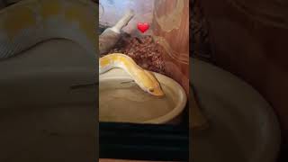 beautiful reticulated python shocks itself with its own bubbles! #animals #pets #shortsvideo #shorts