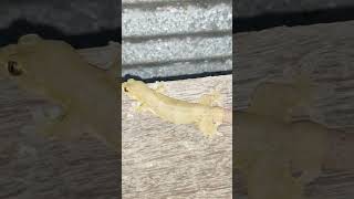 🦎LIZARD🦎GROW NEW TAIL🦎1Sub Thanks