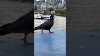 The pigeon is walking on tower bridge in London