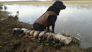 Barrel Cam Duck Hunting Shot Compilation Fall 2013