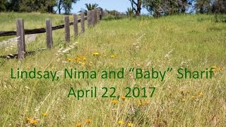 Lindsay and Nima Maternity Session April 22 2017