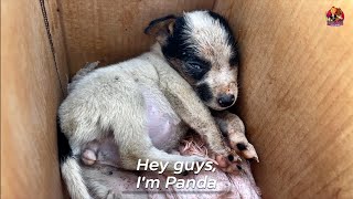 Tiny Puppy Given Away To Kids - SOS!