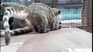 Носуха утащила сухарик / Coati's making away with crouton