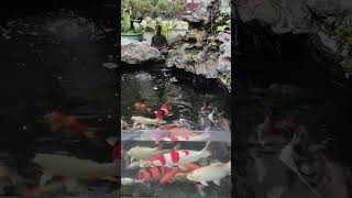 fish chau vu- koi pond #koi #koifarm #koifish #aquarium #fish #fishing #koipond