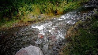 The Art of Nature: Flowing River Views Nature's Serenity: A Calm River Journey