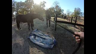 Riding Lovey & Blue and the tarp - day 3 with Blue