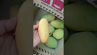 mangga golek mini