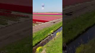 Kitesurfing along endless tulip fields in the Netherlands 🇳🇱