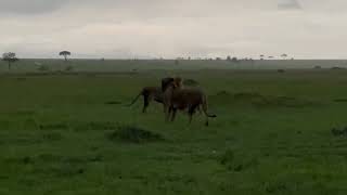 LEON ATACA A SU HIJO MOSTRANDO CARÁCTER DOMINANTE // OLOIMINA, LORKULUP DOMINANDO A OLONKERA. (BRB)